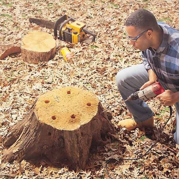 How to Remove a Tree Stump Painlessly