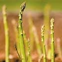 How to Grow Asparagus Photo