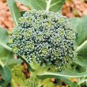 How to Grow Broccoli Photo