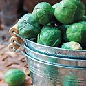 How to Grow Brussels Sprouts Photo