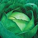 How to Grow Cabbage Photo
