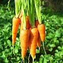 How to Grow Carrots Photo