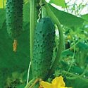 How to Grow Cucumbers Photo