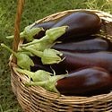 How to Grow Eggplant Photo