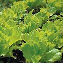 How to Grow Lettuce Photo