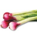How to Grow Onions Photo