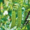 How to Grow Peas Photo