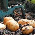 How to Grow Potatoes Photo