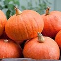 How to Grow Pumpkins Photo