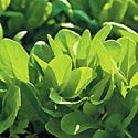 How to Grow Spinach Photo
