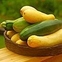 How to Grow Summer Squash Photo